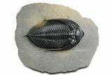 Fossil Zlichovaspis Trilobite - Top Quality Specimen #348382-3